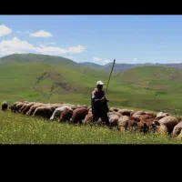 گوسفند پرواری شبانه روزی ارسال تمام وقت زنده