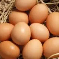 تخم مرغ  نژاد دار۴۵