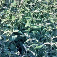 انواع نشا گوجه بادمجان فلفل توت فرنگی نعنا