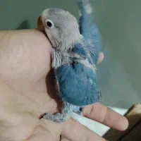 جوجه کوتوله پاربلو رنگ خاص