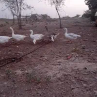 مرغابی