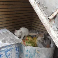 واگذاری بچه گربه