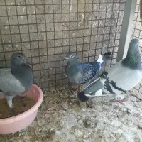 کفتر|پرنده|بیرجند, |دیوار
