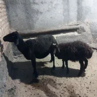 میش و بره