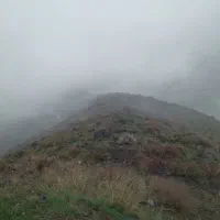 سگ گله ای