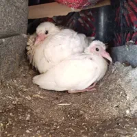 چهار عدد کبوتر معاوضه
