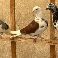 کفتر معاوضه با گوشی اندروید