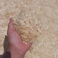 کاه جو نرم و ریز