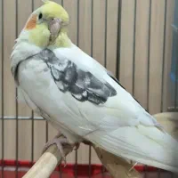 عروس هلندی نر