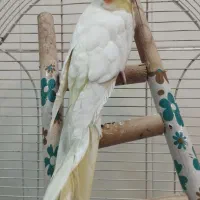 یک عدد عروس هلندی سالم