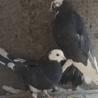 نرا ماده ابلغ پرشی
