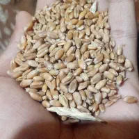 گندم ۱۵۰ کیلو  ( باسیلو )