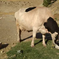 ماندگاو تمیز وسرحال خوش خوراک به فروش می رسد