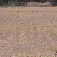زمین ۵۰۰۰متر شورآباد