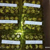 فروش تخم بلدرچین خوراکی و نطفه دار