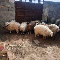 بره نر و ماده