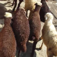 بره نره وماده بزرگ داشتی