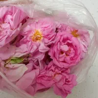 گل محمدی