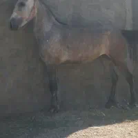 اسب مادیان کرد