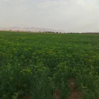 شوید درجه یک
