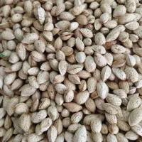 بادام محب ایرانی