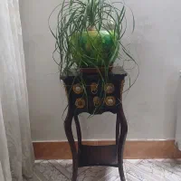 گل آپارتمانی