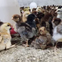 جوجه گلپایگان 5روزه