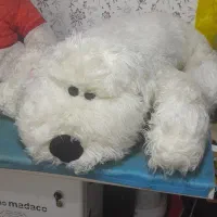 خرس بزرگ|اسباببازی بچه|مشهد, نیزه|دیوار