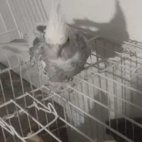 عروس هلندی وایت فیس