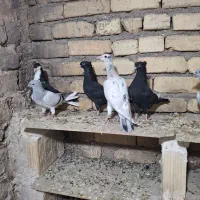7تا مغلف رنگی و خطی