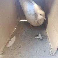 کفتر