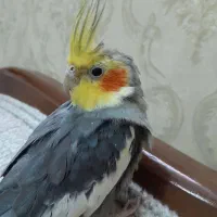 عروس هلندی نر
