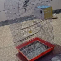 پرنده
