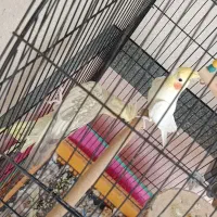 عروس هلندی