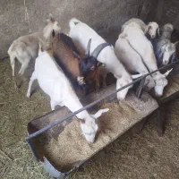 کره آلپان و ثانن