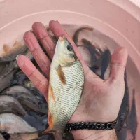 بچه ماهی صادراتی