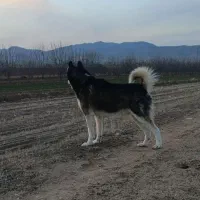 سگ هاسکی نر چشم دو رنگ