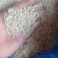 جو درجه یک