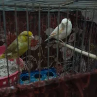 یک جفت قناری نر وماده
