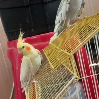 یک جفت عروس هلندی نر و ماده