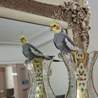 عروس هلندی