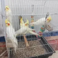 جوجه عروس هلندی تازه دونخور‌ نژاد سخنگو