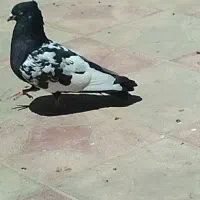 کبوتر گمشده