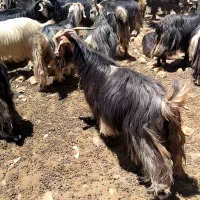 ۱۲۰رس بزه داشتی فروش نقدی