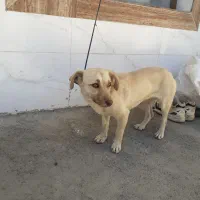 پاکوتا|سگ|ملایر, |دیوار