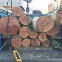 برش درخت خریدار چوب تسویه نقدی