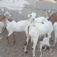 کهره نر وماده