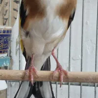 فروش سهره چهارگل نر