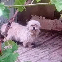 سگ پاکوتاه