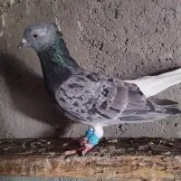 کفتر کوهی دم سفید